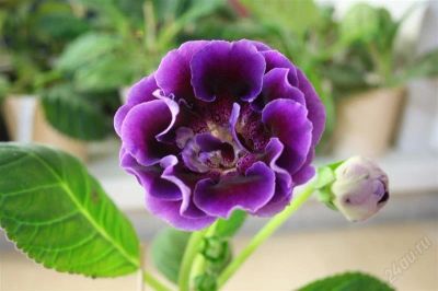 Лот: 2827201. Фото: 1. Глоксиния 3 (цветет). Горшечные растения и комнатные цветы