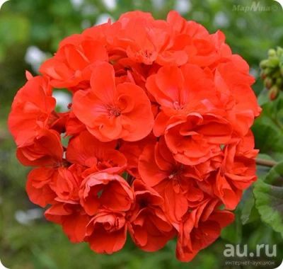 Лот: 13566067. Фото: 1. Пеларгония зональная махровая... Горшечные растения и комнатные цветы