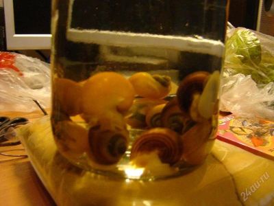 Лот: 1865973. Фото: 1. Улитки ампулярии. Моллюски, ракообразные, кораллы