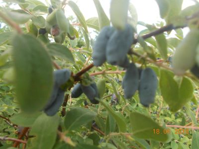 Лот: 7747055. Фото: 1. жимолость. Другое (семена, рассада, садовые растения)