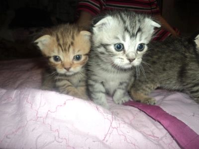 Лот: 4075100. Фото: 1. Животные. Кошки, котята