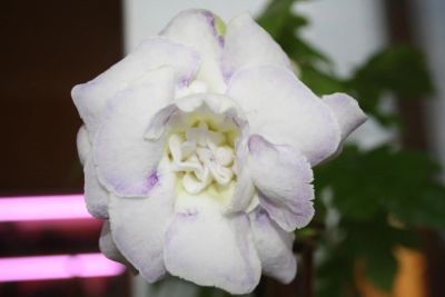 Лот: 4136035. Фото: 1. Глоксиния (зацветает!). Горшечные растения и комнатные цветы