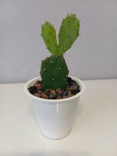 Лот: 21057546. Фото: 1. Кактус Опунция. Горшечные растения и комнатные цветы
