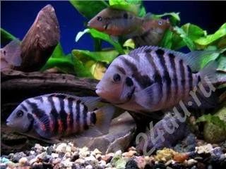 Лот: 472401. Фото: 1. Цихлазома чернополосая Взрослая... Рыбки