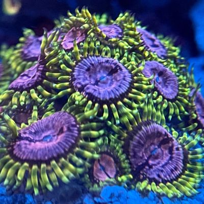 Лот: 20513492. Фото: 1. Пурпурный монстр (Purple monster... Моллюски, ракообразные, кораллы