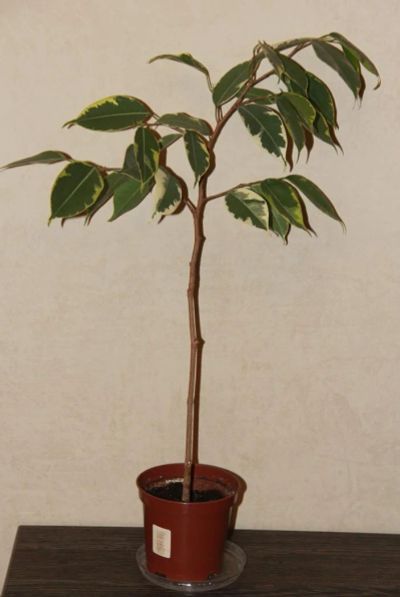 Лот: 5868252. Фото: 1. Фикус Бенджамина пестролистный. Горшечные растения и комнатные цветы