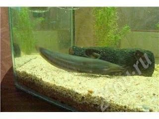 Лот: 30825. Фото: 1. Пара мешкожаберных сомиков. Красноярск