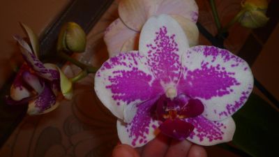 Лот: 6227228. Фото: 1. орхидея фаленопсис(Цветёт)-Phalaenopsis... Горшечные растения и комнатные цветы