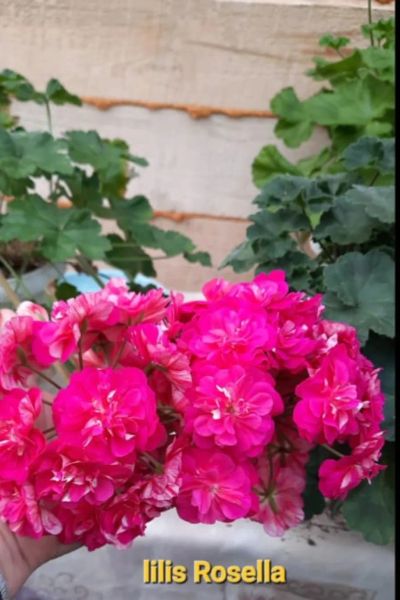 Лот: 21512590. Фото: 1. Сортовая пеларгония "Lilies rossela... Горшечные растения и комнатные цветы