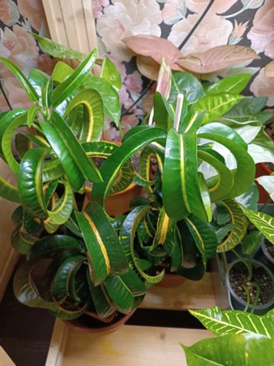 Лот: 25886693. Фото: 1. Кротон Рамс Хорн. Горшечные растения и комнатные цветы