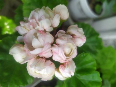 Лот: 17255235. Фото: 1. Пеларгония розебудная Принц Густав. Горшечные растения и комнатные цветы