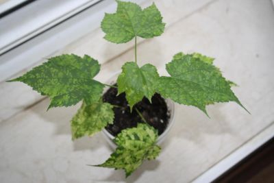 Лот: 4182191. Фото: 1. Абутилон пестролистный (мозаика... Горшечные растения и комнатные цветы