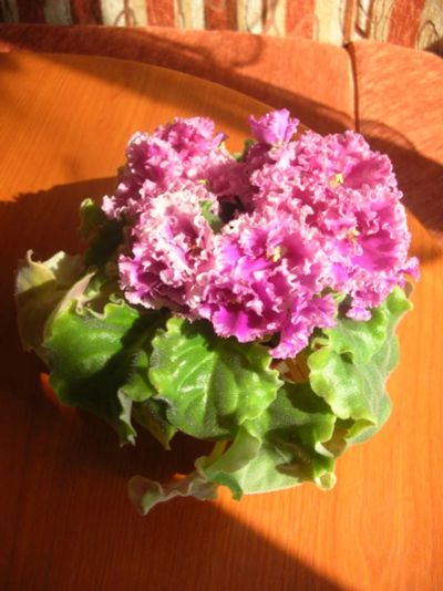 Лот: 1269828. Фото: 1. Фиалка optimara nebraska (укорененный... Горшечные растения и комнатные цветы