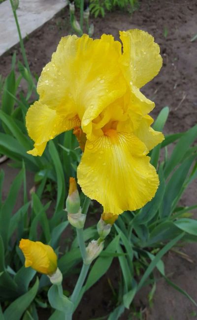 Лот: 19018963. Фото: 1. Ирис жёлтый высокий. Садовые цветы