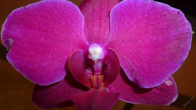 Лот: 5706229. Фото: 1. Орхидея фаленопсис F56(отцвела... Горшечные растения и комнатные цветы