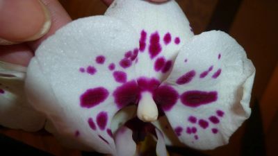 Лот: 5204295. Фото: 1. орхидея фаленопсис F4( отцветает... Горшечные растения и комнатные цветы