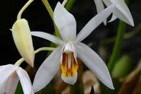 Лот: 11588849. Фото: 1. Орхидея Целогина Coelogyne huettneriana. Горшечные растения и комнатные цветы