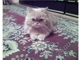 Лот: 67535. Фото: 1. Отдам персидскую кошечку. Остальные животные