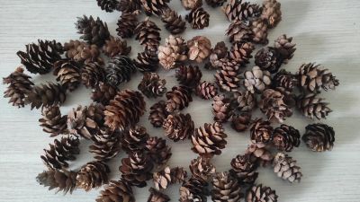 Лот: 25900015. Фото: 1. Шишки маленькие лиственные. Материалы для ручной работы