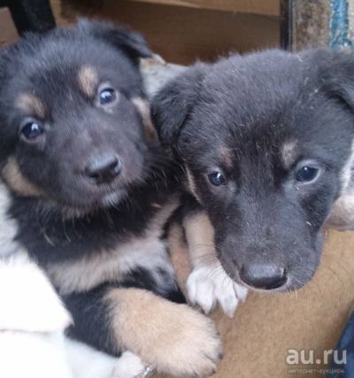 Лот: 9591634. Фото: 1. Верные друзья ищут дом!. Собаки, щенки