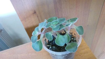 Лот: 5600497. Фото: 1. Аихризон - "Дерево любви" маленький. Горшечные растения и комнатные цветы