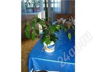 Лот: 186695. Фото: 1. Фикус Бенджамина. Горшечные растения и комнатные цветы