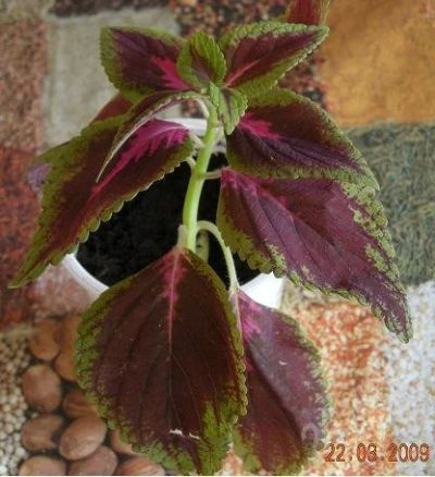 Лот: 33713. Фото: 1. Колеус. Красноярск