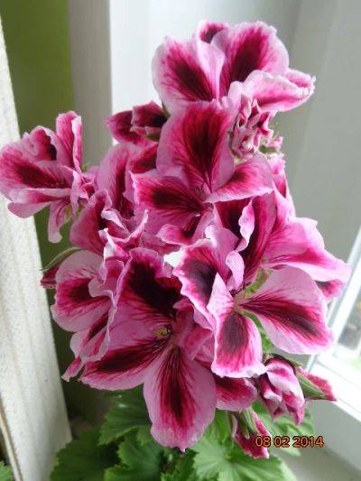Лот: 4500533. Фото: 1. Пеларгония королевская Оливия-черенок... Горшечные растения и комнатные цветы
