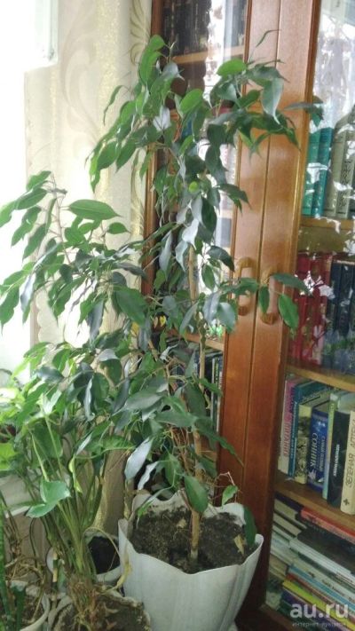 Лот: 16766846. Фото: 1. растение фикус бенджамина большой... Горшечные растения и комнатные цветы