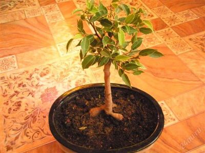 Лот: 592160. Фото: 1. Бонсай в дом или офис ! У 3 в... Горшечные растения и комнатные цветы