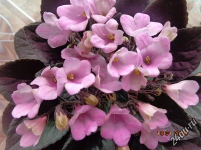 Лот: 5496203. Фото: 1. Фиалка- 5 листов укорененных-1... Горшечные растения и комнатные цветы