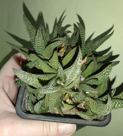 Лот: 18884609. Фото: 1. хавортия Haworthia limifolia v... Горшечные растения и комнатные цветы