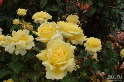 Лот: 8180286. Фото: 1. Роза желтая укорененный черенок. Горшечные растения и комнатные цветы