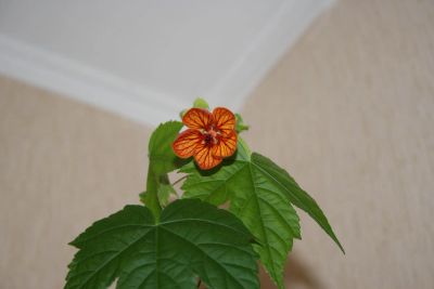 Лот: 5066929. Фото: 1. Абутилон Селло № 5 (комнатный... Горшечные растения и комнатные цветы