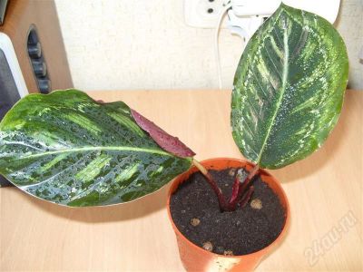 Лот: 441722. Фото: 1. Калатея Roseopicta 'Jungle Rose... Горшечные растения и комнатные цветы