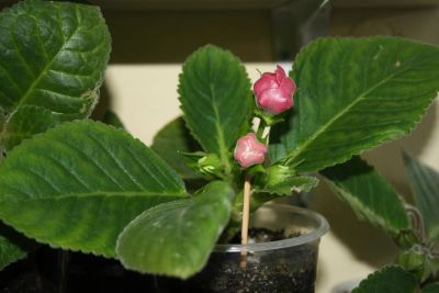 Лот: 4331589. Фото: 1. Глоксиния 7 (зацветает!). Горшечные растения и комнатные цветы