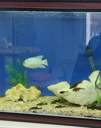 Лот: 20056647. Фото: 1. Сомики анцитрус. Рыбки