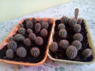 Лот: 8238547. Фото: 1. Детки кактуса. Горшечные растения и комнатные цветы