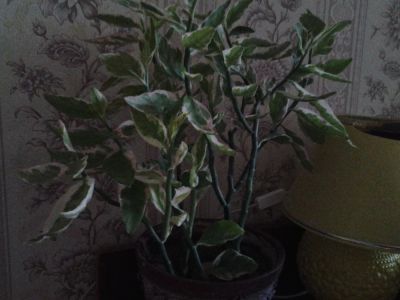 Лот: 1710952. Фото: 1. педилантус "красавец". Горшечные растения и комнатные цветы