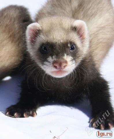 Лот: 2898479. Фото: 1. хоречек. Остальные животные