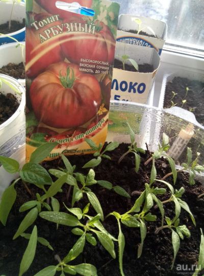 Лот: 9485010. Фото: 1. Помидор рассада. Овощи