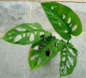 Лот: 1443389. Фото: 1. монстера косая (неравнобокая)-черенок. Горшечные растения и комнатные цветы