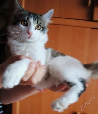 Лот: 859793. Фото: 1. Котенок 3 месяца. Остальные животные