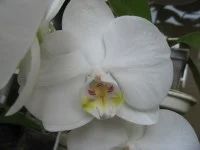Лот: 5383049. Фото: 1. Орхидея фаленопсис F29(отцвела... Горшечные растения и комнатные цветы