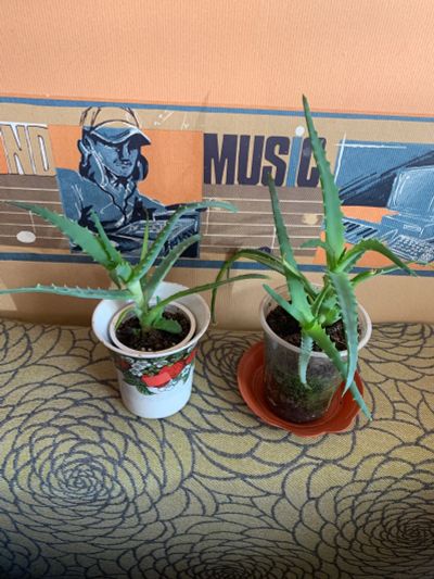 Лот: 25884660. Фото: 1. Алоэ лечебный. Горшечные растения и комнатные цветы