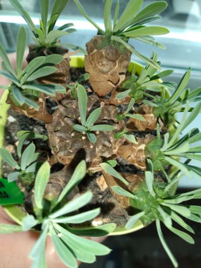 Лот: 18356130. Фото: 1. Euphorbia japonica суккулент эуфорбия. Горшечные растения и комнатные цветы