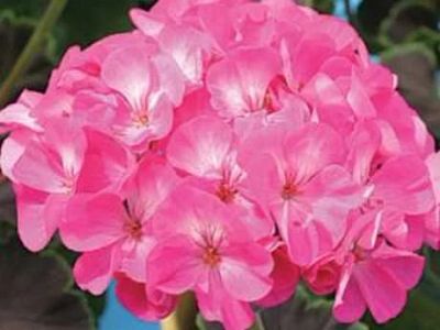 Лот: 10657079. Фото: 1. Пеларгония Найт Роуз. Горшечные растения и комнатные цветы