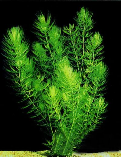 Лот: 6490813. Фото: 1. Роголистник темно-зеленый (Ceratophyllum... Водные растения