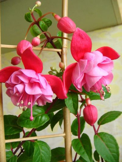 Лот: 3844678. Фото: 1. Черенки 2-х сортов фуксий. Горшечные растения и комнатные цветы