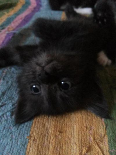 Лот: 4397565. Фото: 1. котята. Кошки, котята